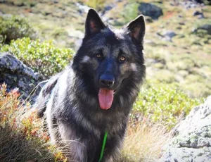 Odin