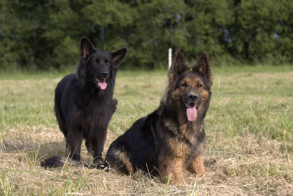 Phenris et Odin