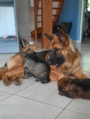 des crocs et des reves- histoire de la race Altdeutsche Schäferhunde