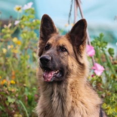 des crocs et des reves - Thiazzi