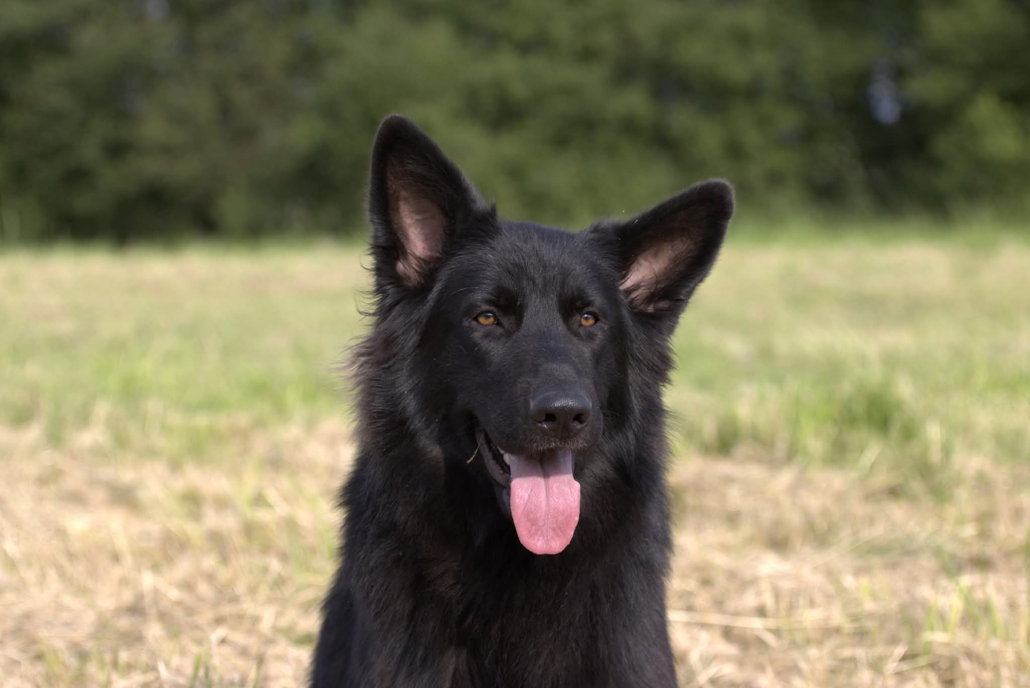 des crocs et des reves - Thiazzi