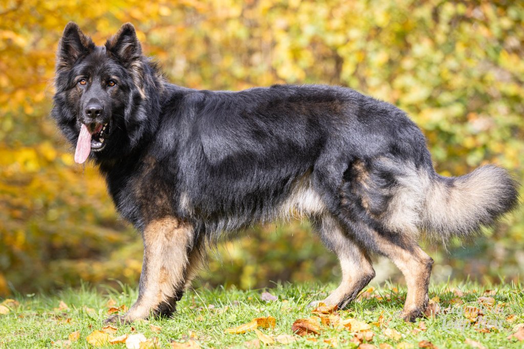 A89A0633 odin cropped