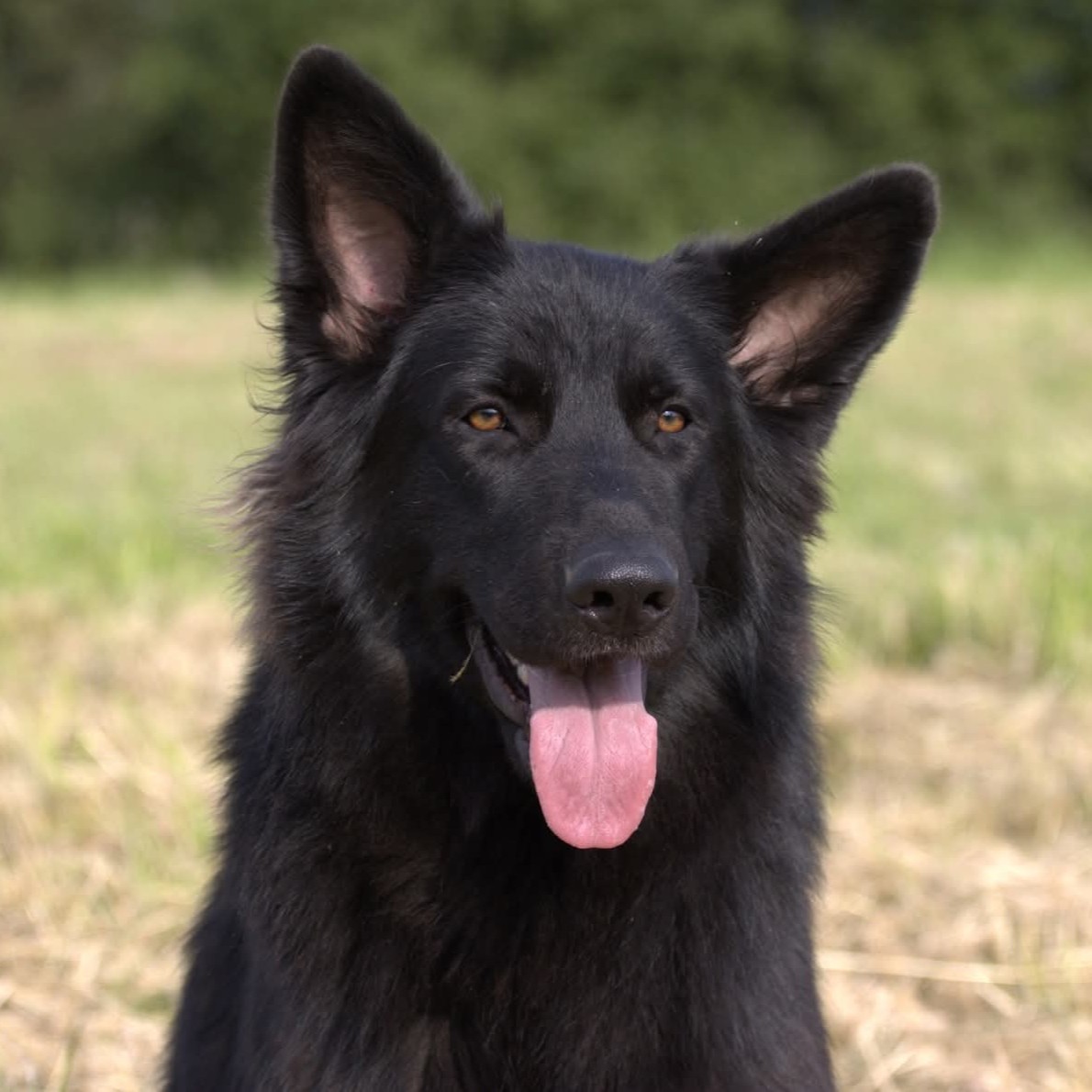 des crocs et des reves - Thiazzi